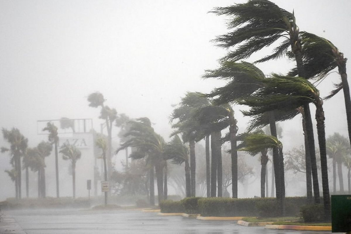A hurricane blowing palm trees